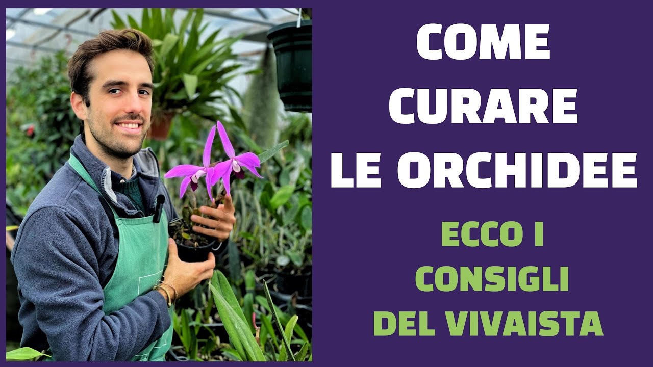 Orchidee come curarle e farle rifiorire