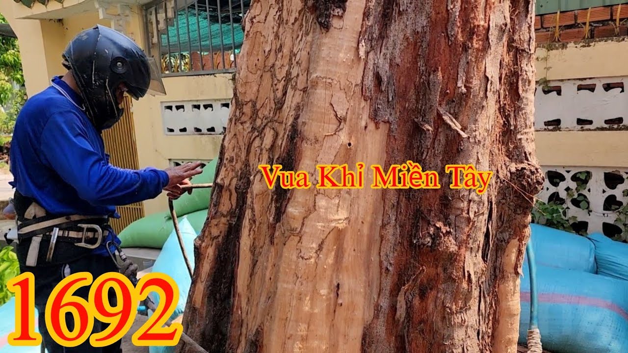 Full : Vua Khỉ Miền Tây cưa hạ gốc cây Dương c.hết khô trong không gian hẹp Cutting poplars tree