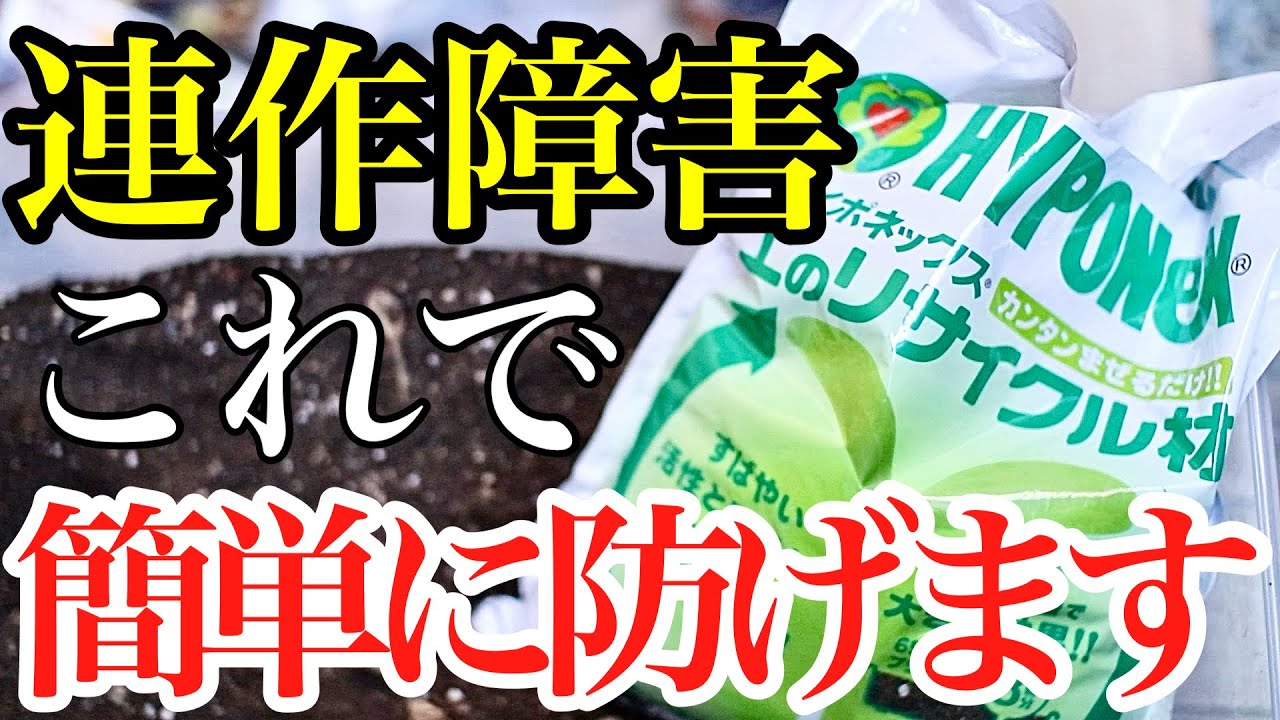 【トマト・ジャガイモ】連作障害はこれを使えば気にしないで植えれます【対策】