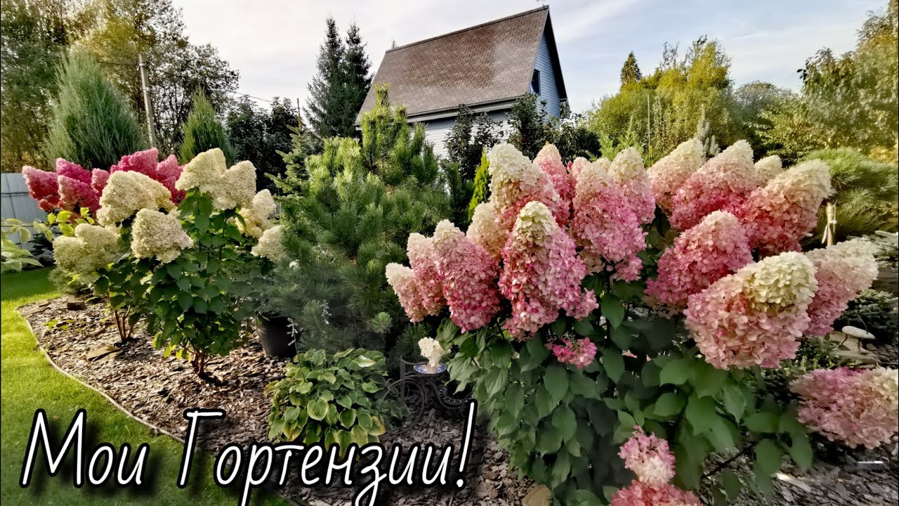 ГОРТЕНЗИИ в саду! Рассказ дилетанта😂21.09.2025г #гортензии #garden #обзор #сад 