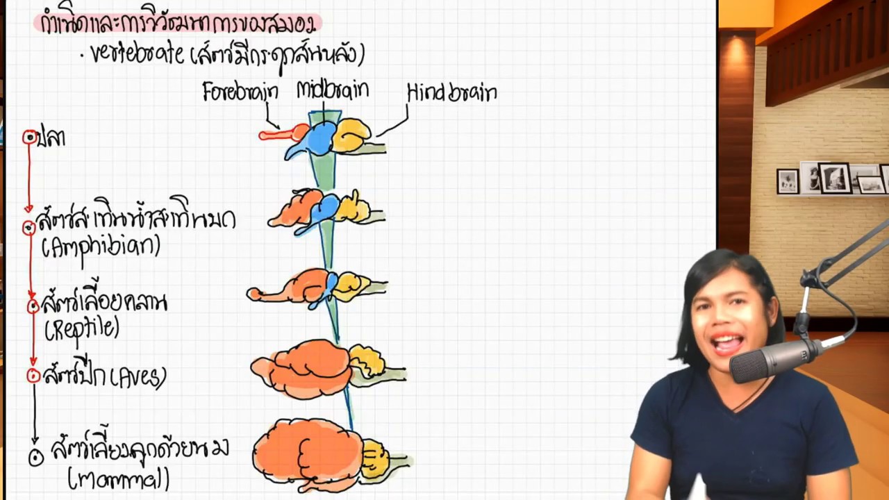 โครงสร้างสมอง (Brain structure)