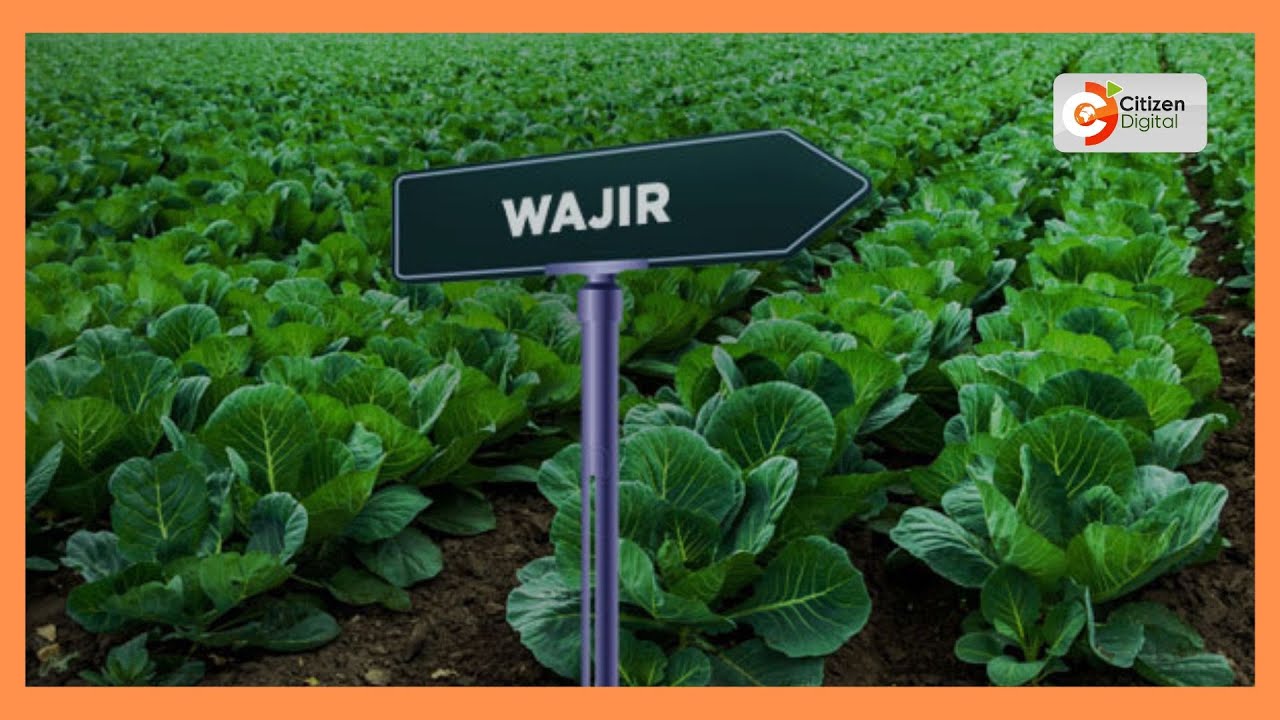 Communities in Wajir embrace mixed farming to save their livestock from drought