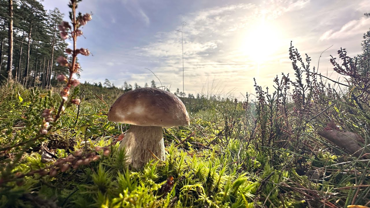 Nareszcie zaczynają się borowiki!  I to jeszcze nie koniec z Puszczy Słupskiej!
