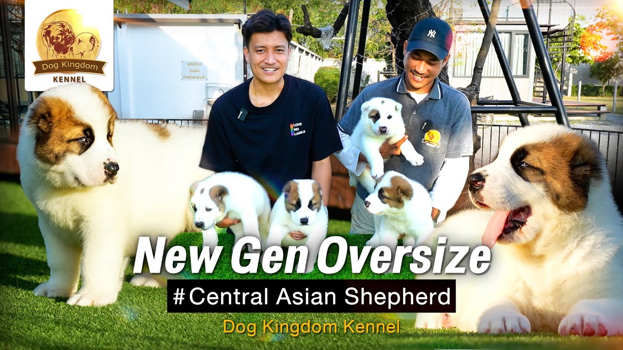 สุนัขพันธุ์ Central Asia Shepherds ยักษ์ใหญ่แห่งเอเชียกลาง!