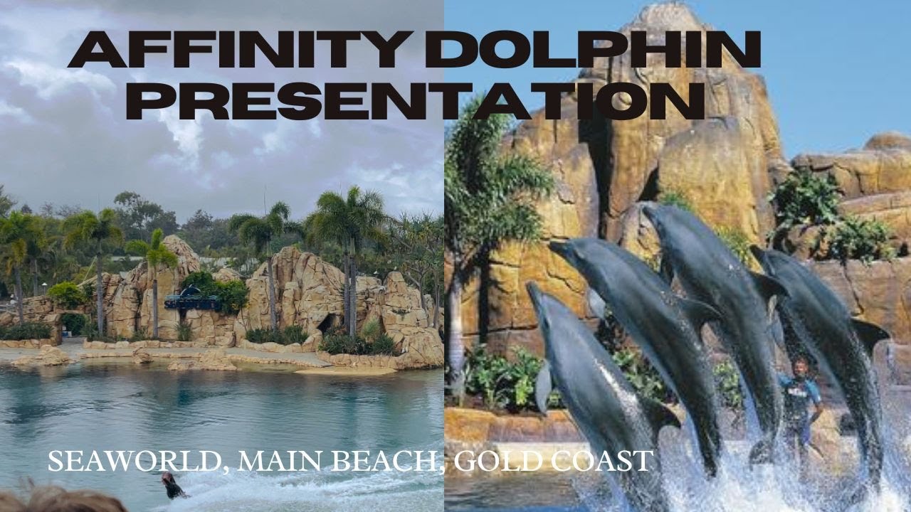 WONDERFUL AFFINITY DOLPHIN PRESENTATION|| SEAWORLD||MAIN BEACH||QUEENSLAND||AUSTRALIA