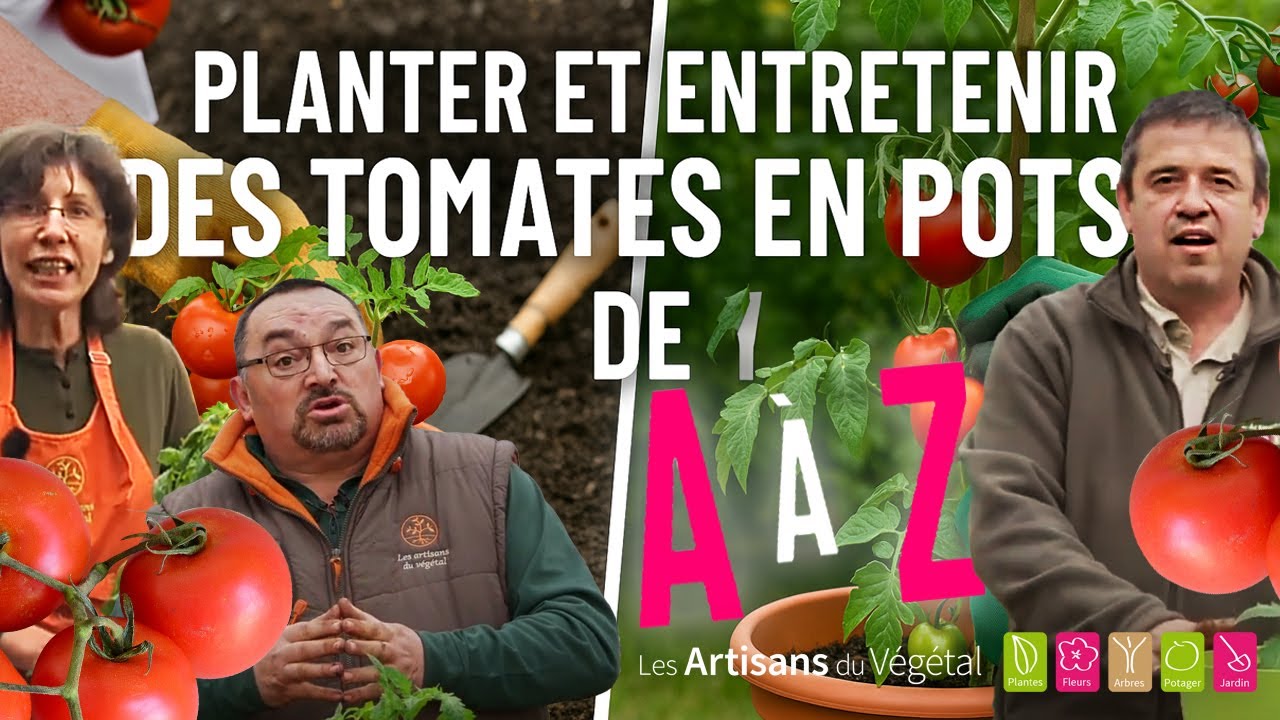 🍅 Planter et entretenir des tomates en pots de A à Z : tous les secrets des artisans du végétal !