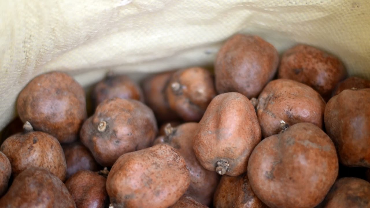 Organic and pure Hyphaene Thebaic (Doum /دوم)