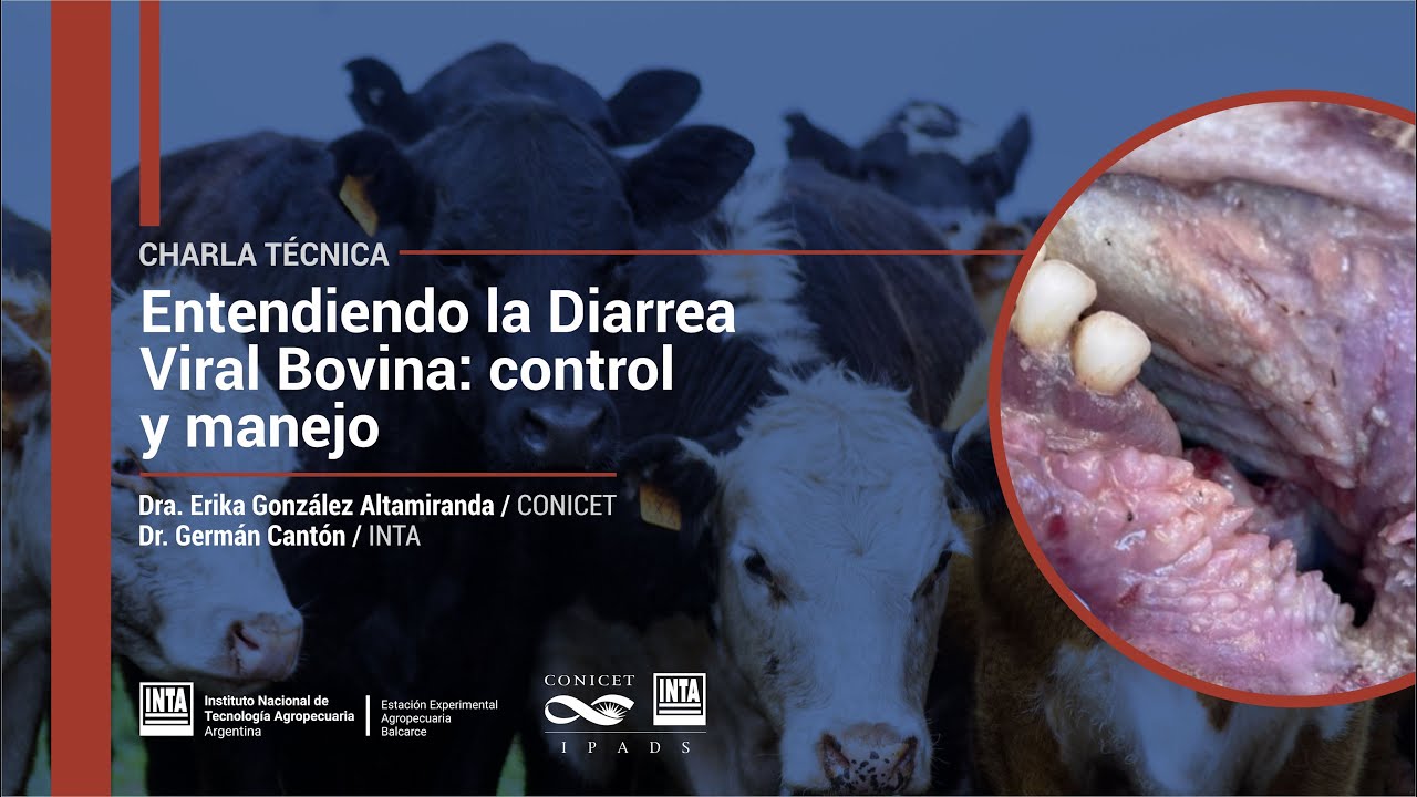 Entendiendo la Diarrea Viral Bovina: control y manejo