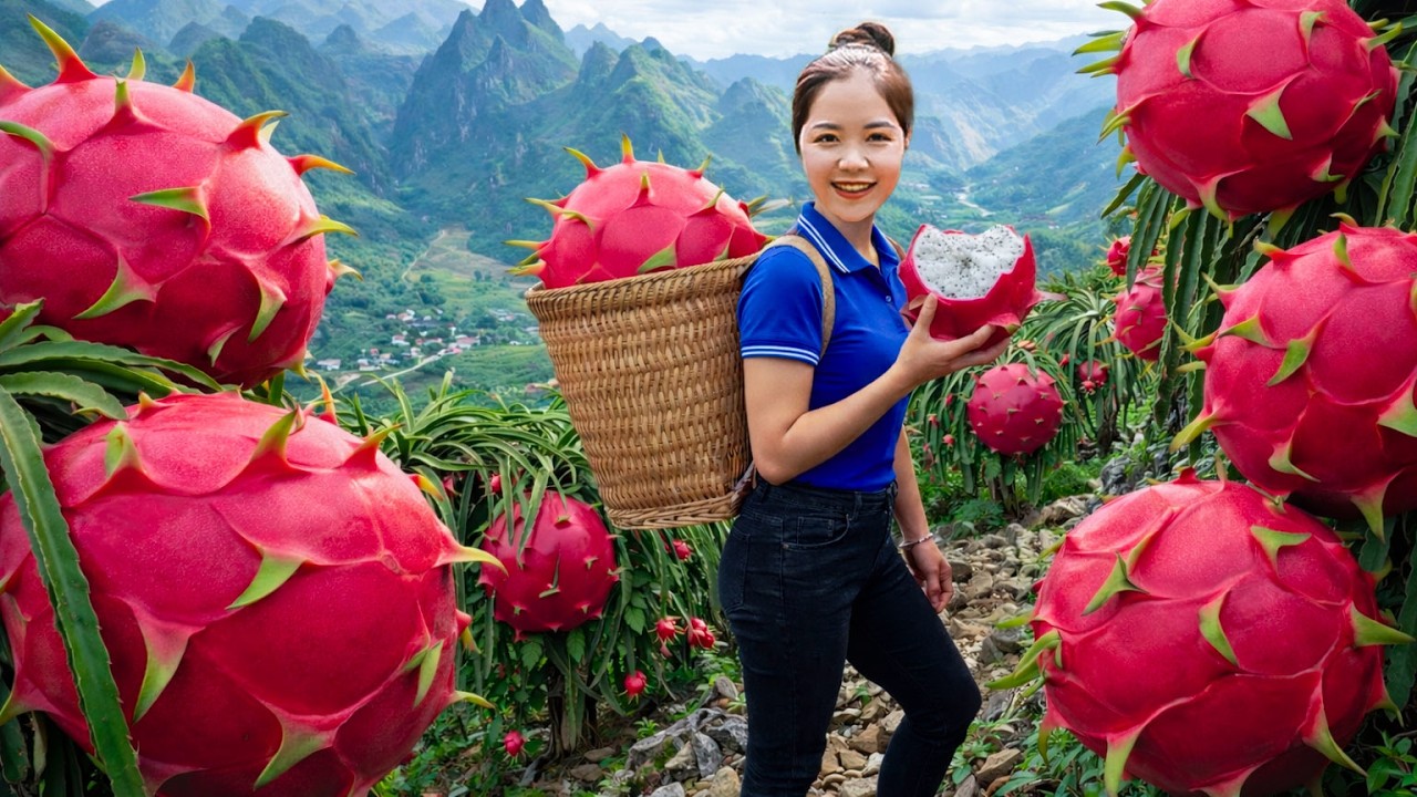 Harvesting 1000+KG of Sweet DRAGON Fruit &ndash; Abundant Harvest Season