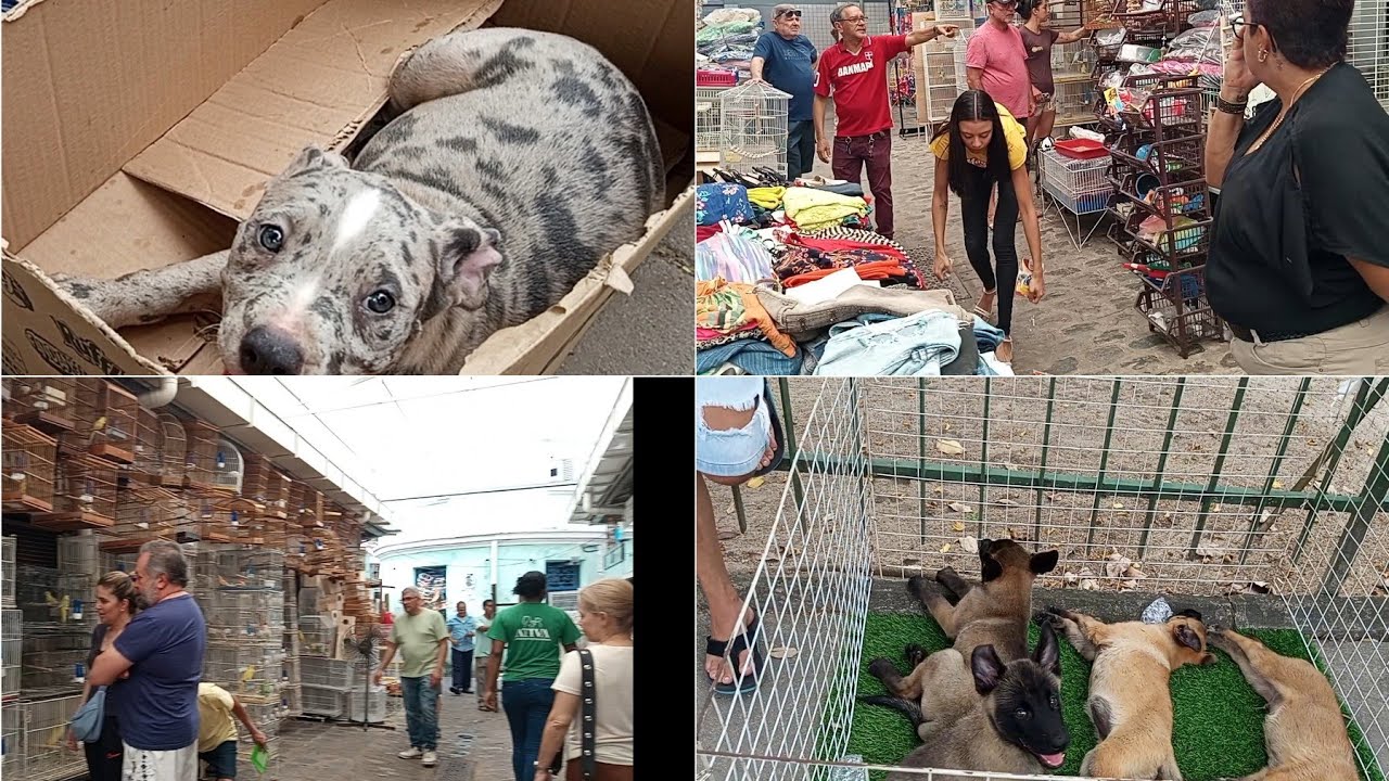 MERCADO DA MADALENA 12/10/2025, E FEIRA DE FILHOTES, DAS CRIANÇAS!!