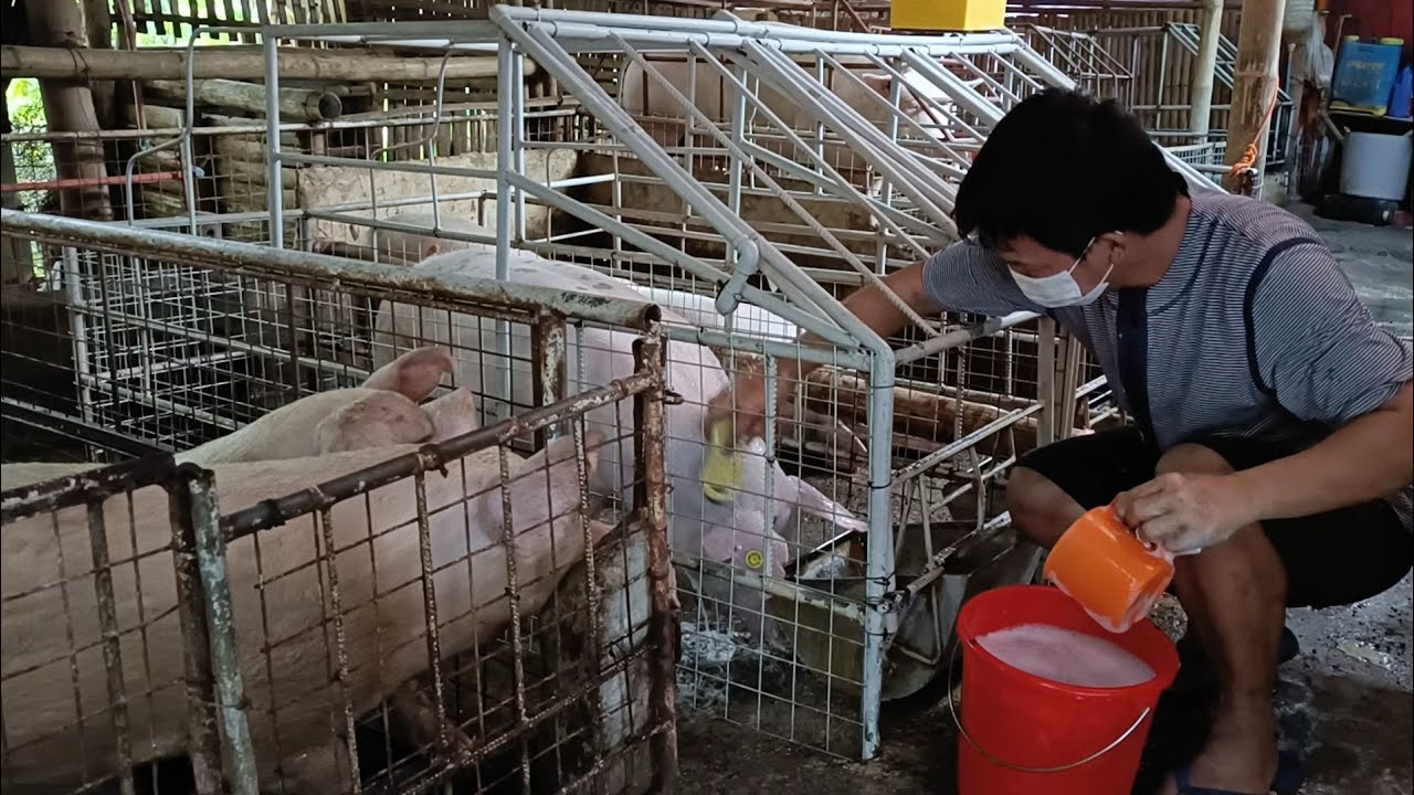 Binabrasan ko ang mga baboy sa pagpapaligo bago hapunan nila ngayon