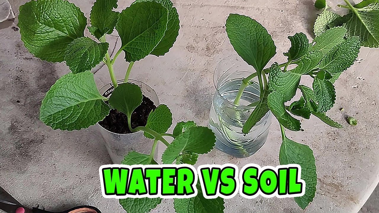 Oregano herb propagation soil vs water