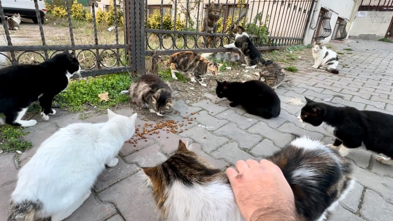 Stray Cats Surrounded Me For FOOD