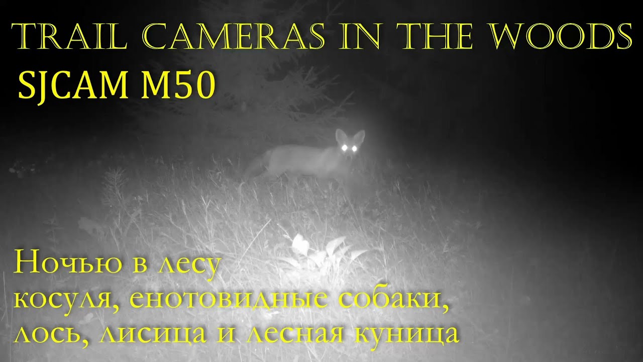 Ночью в лесу SJCAM M50