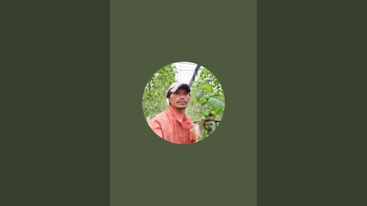 Tki taiwan kerja perkebunan proses penyiraman kebun sirih 