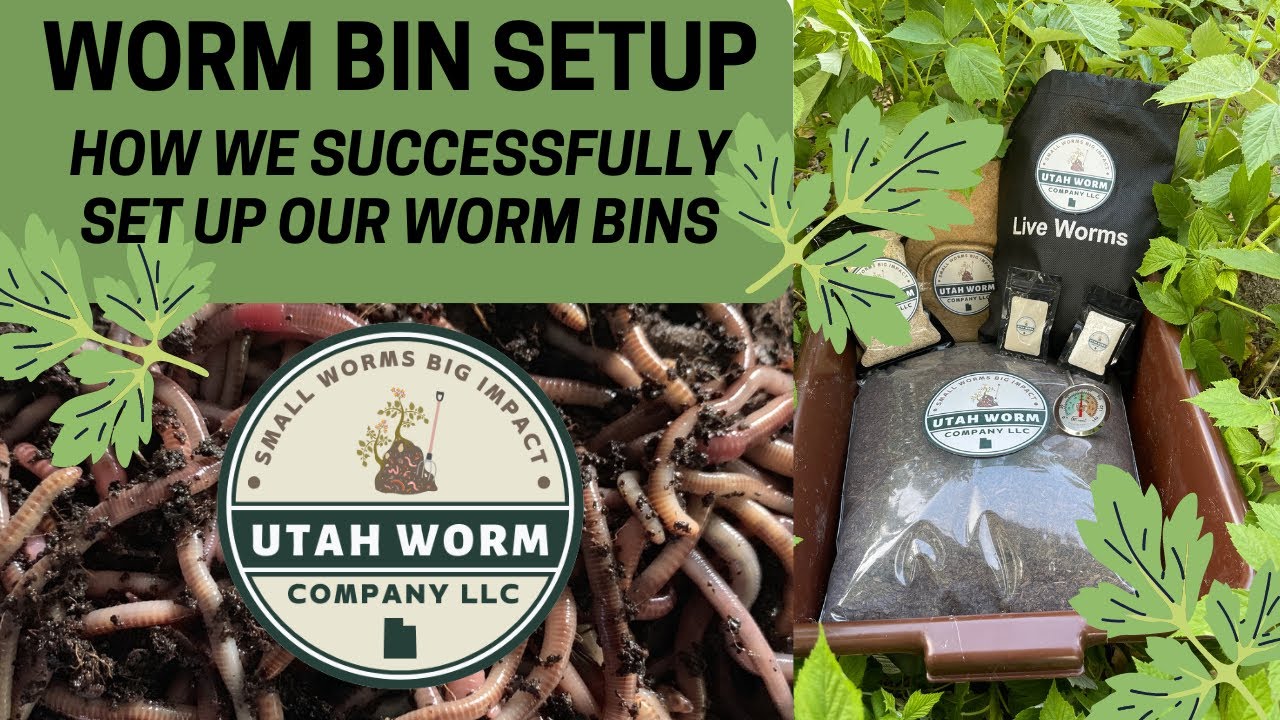 Successful Worm Bin Setup