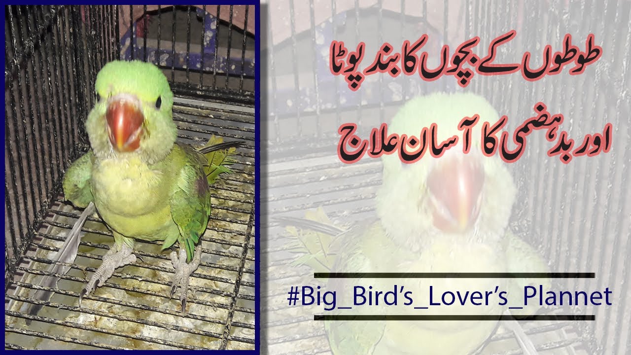 Raa parrot baby ka POTA JAM / Hazmey ki Kharabi / baby parrot ko badHazmi/Big Bird's Lover's Planet