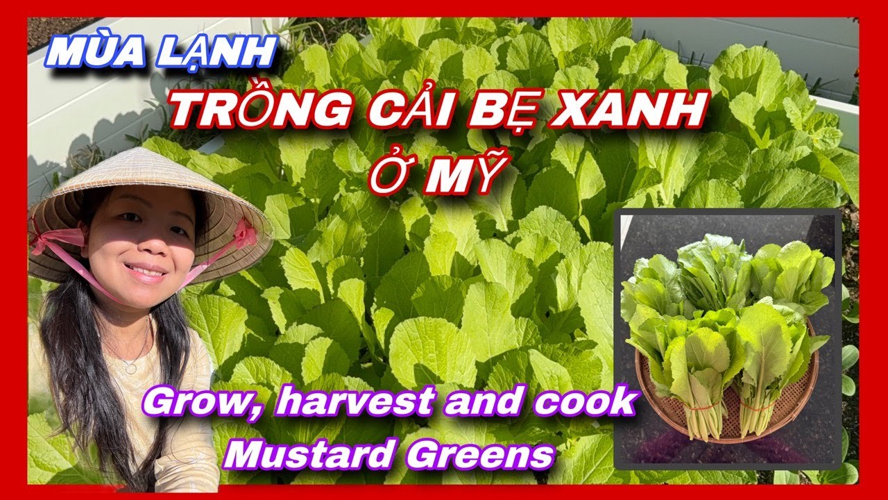 CÁCH TRỒNG CẢI BẸ XANH Ở MỸ zone 9