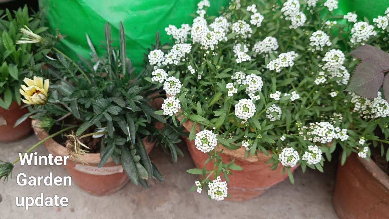 Winter garden update | My new plants | Sheeba Vlogs