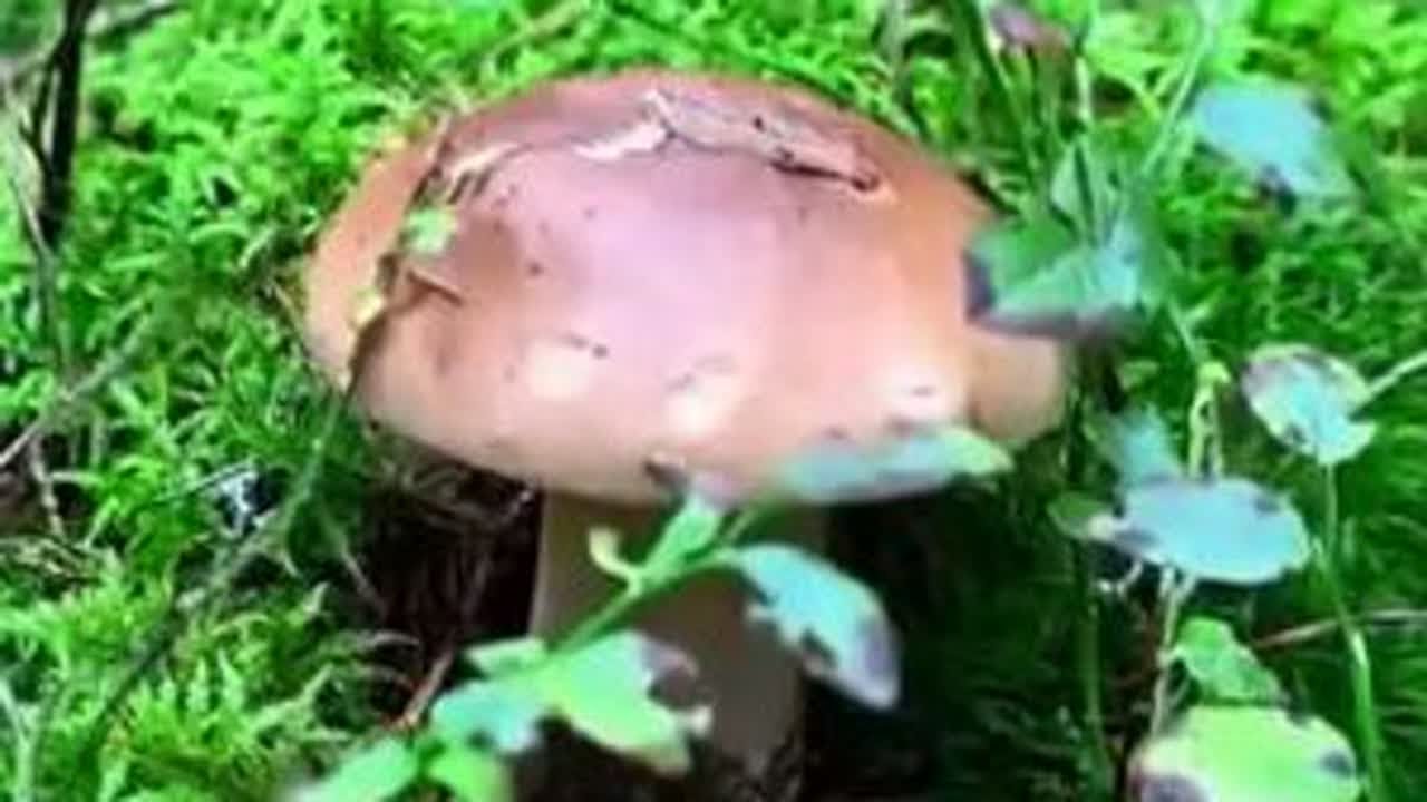 绿苔藓+胖牛肝菌！ 这组合算不算采菌界的颜值天花板？#野生菌 #采蘑菇 #治愈系 #沉浸式 #ASMR
