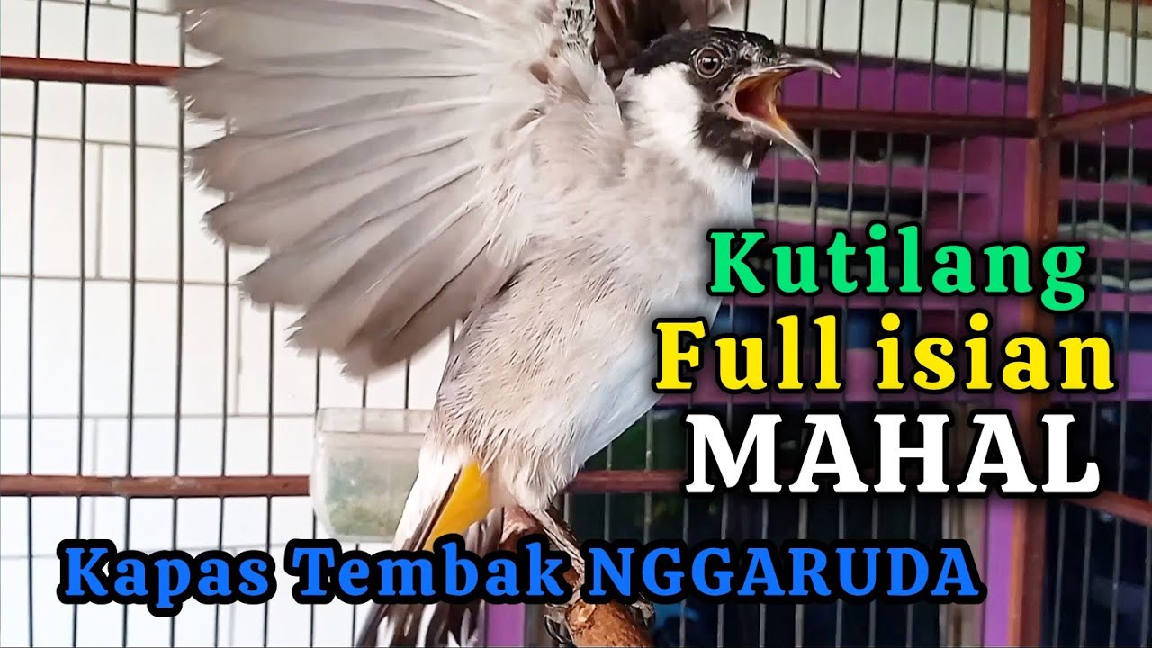Kutilang Gacor Full Isian Mahal, Suara Kapas Tembak NGGARUDA
