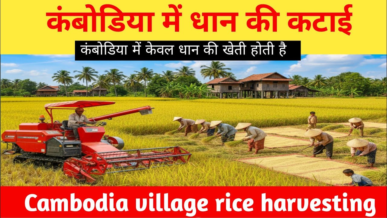 कंबोडिया में धान की कटाई LIVE असली गाँव की लाइफ़ देखकर आप दंग रह जाएंगे 🌾🇰🇭 cambodia ke gav village 