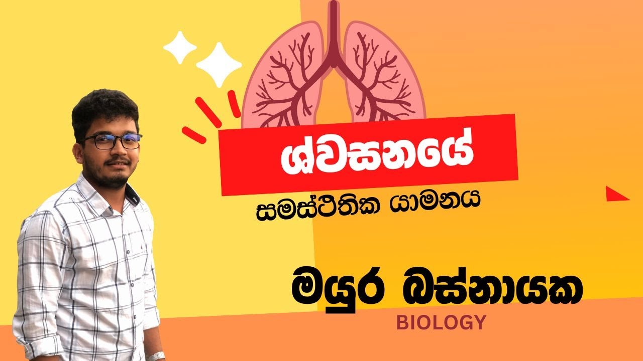 ශ්වසන ක්‍රියාවලියේ සමස්ථිතික යාමනය | Mayura Basnayake | Biology