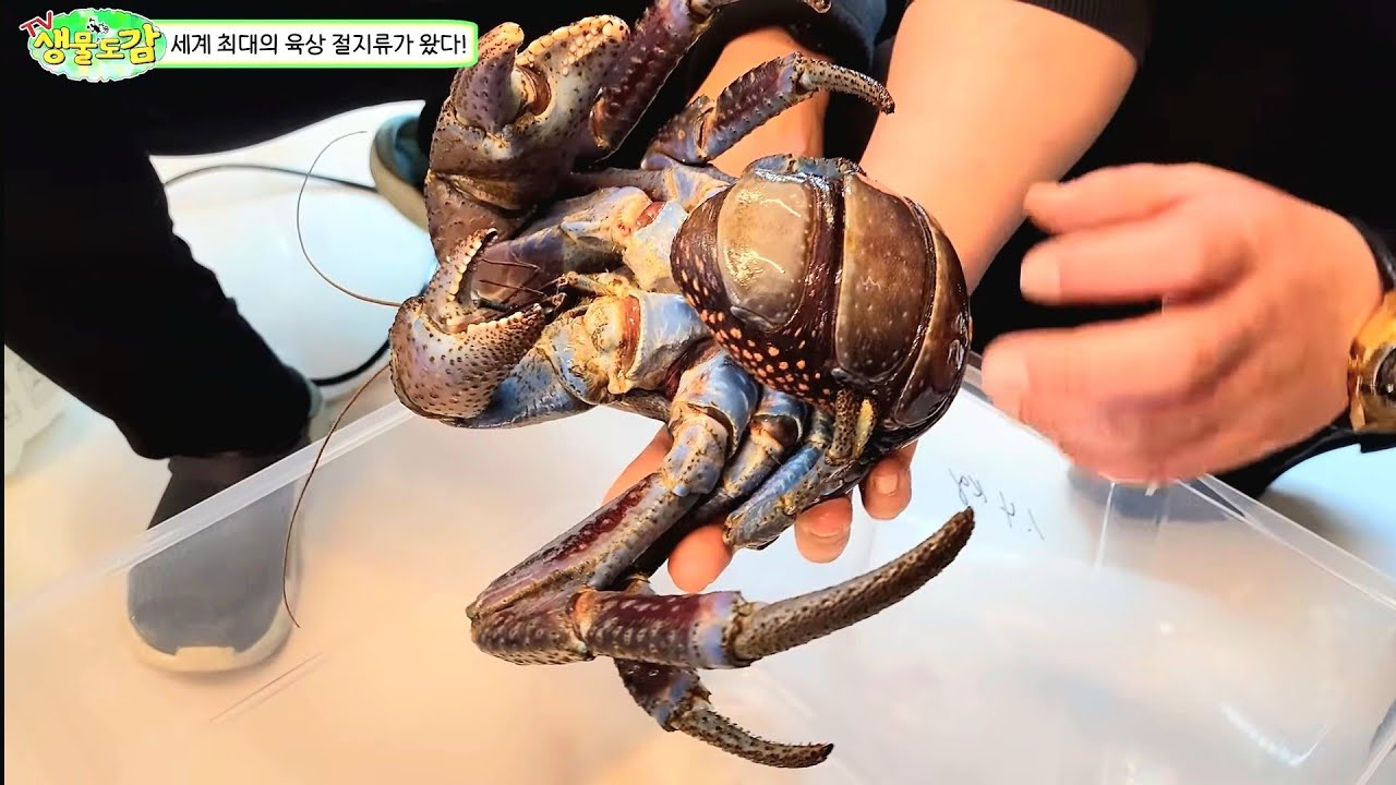 한마리에 수백만원!! 현존하는 지상 최대의 갑각류가 수입됐습니다 !!