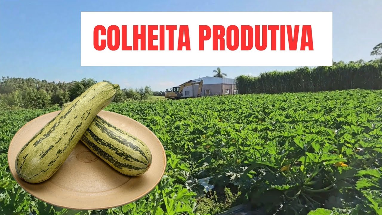 ROTINA DA MANHÃ NO SÍTIO COLHEITA DE ABOBRINHA ITALIANA 