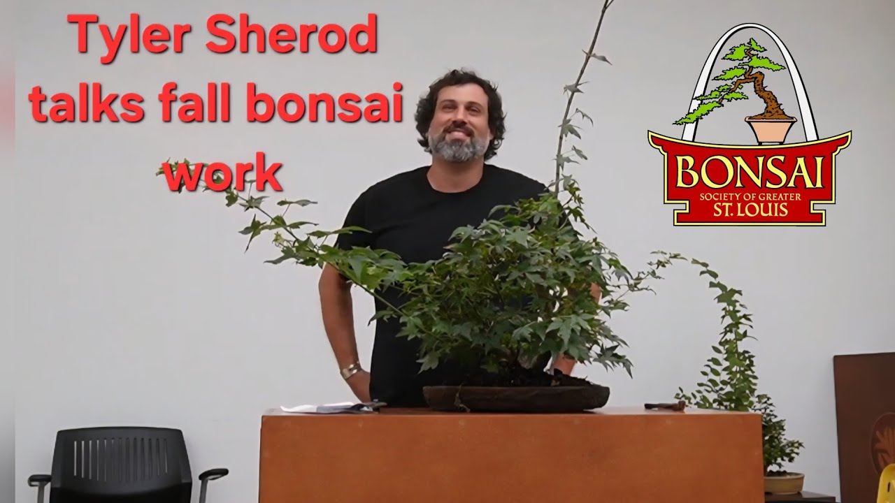 Tyler Sherod fall bonsai work.  Bonsai Society of Greater St Louis
