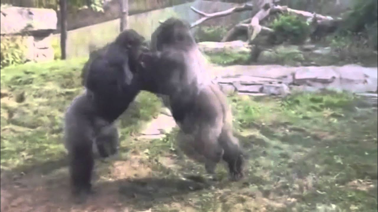 Omaha zoo - Gorilla Fight - [Funny Animals 07]