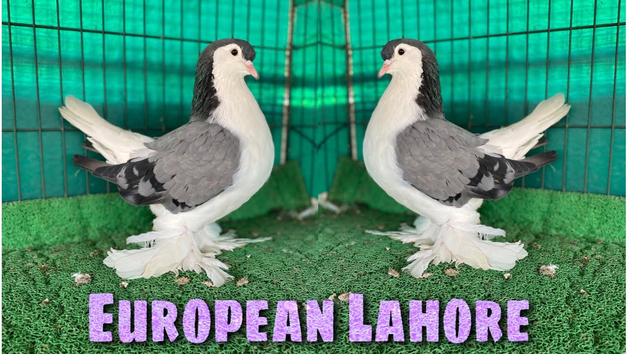 Lahore Pigeon / European Lahore Pigeon / Fancy Pigeon
