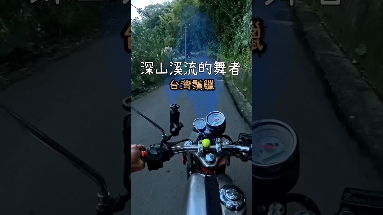 【尋訪深山溪流的舞者 🐟】從深藍縱帶到鮮豔橘紅的華麗變身！台灣鬚鱲：那道穿梭在清澈激流間的「閃電精靈」✨ 