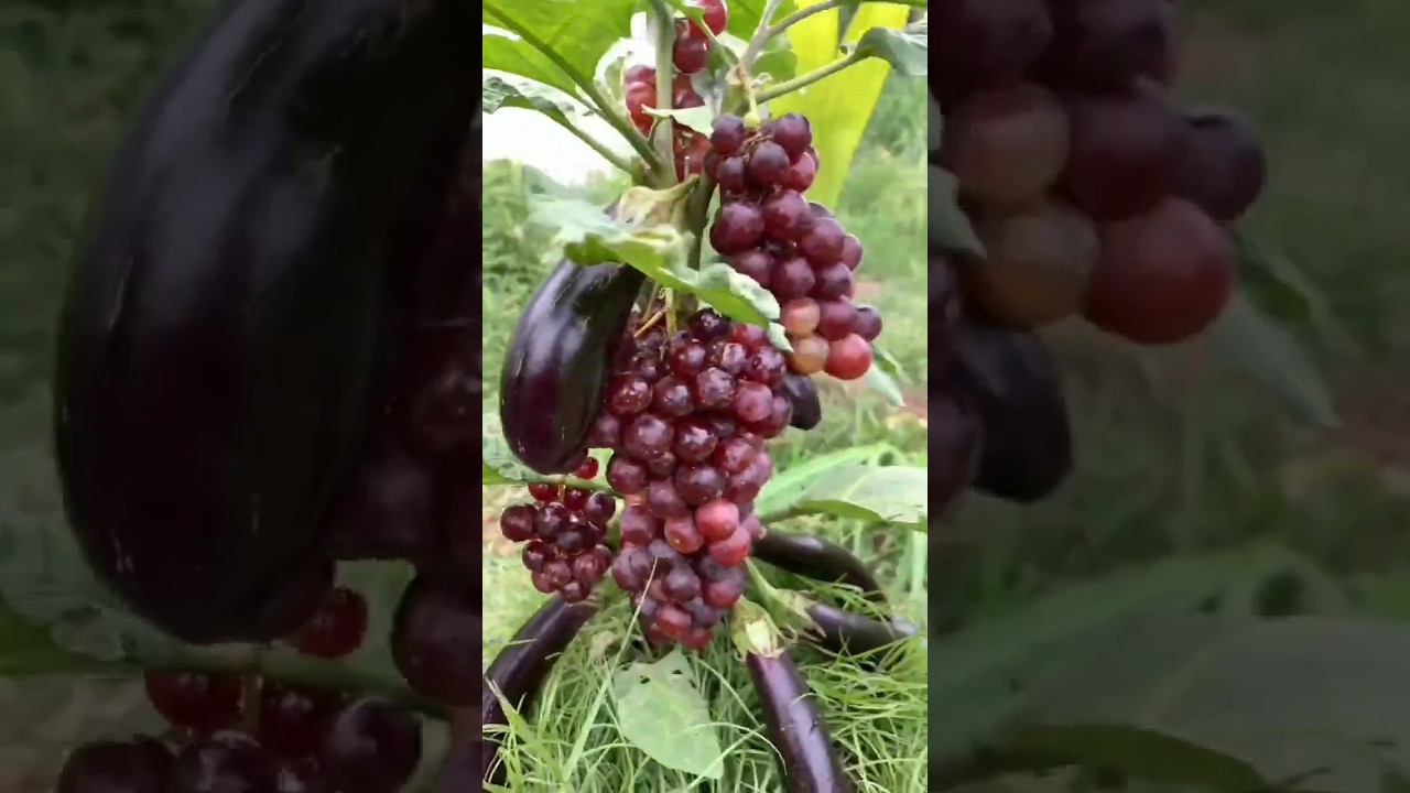 #gardening #garden #agriculture #recipe #fruiting #viral #satisfying #fruit #food #fruts
