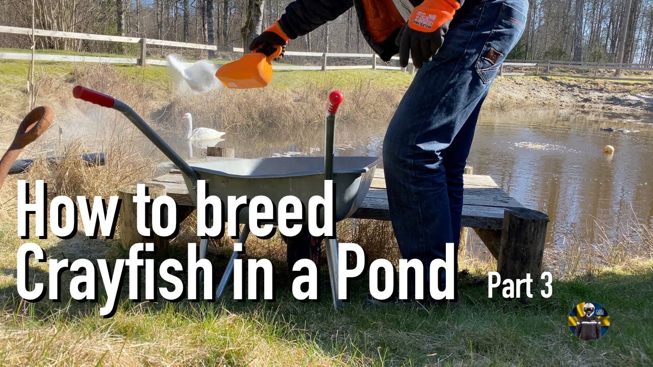 How to Breed Crayfish in a Pond Part 3 - Hur jag odlar kräftor i egen damm del 3