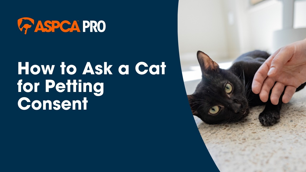 Petting Consent: Help Cats Feel Comfortable with Petting