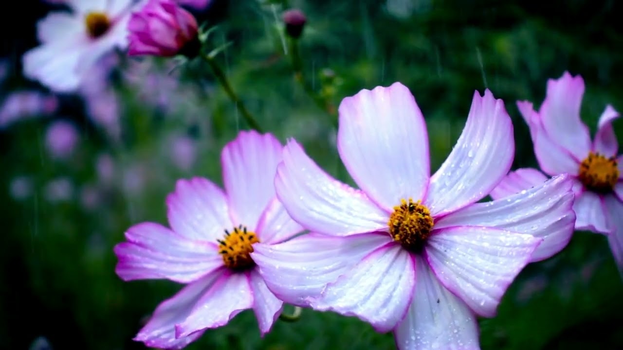 Summer's Rain •  Peaceful Piano &  Rainfall for Relaxation