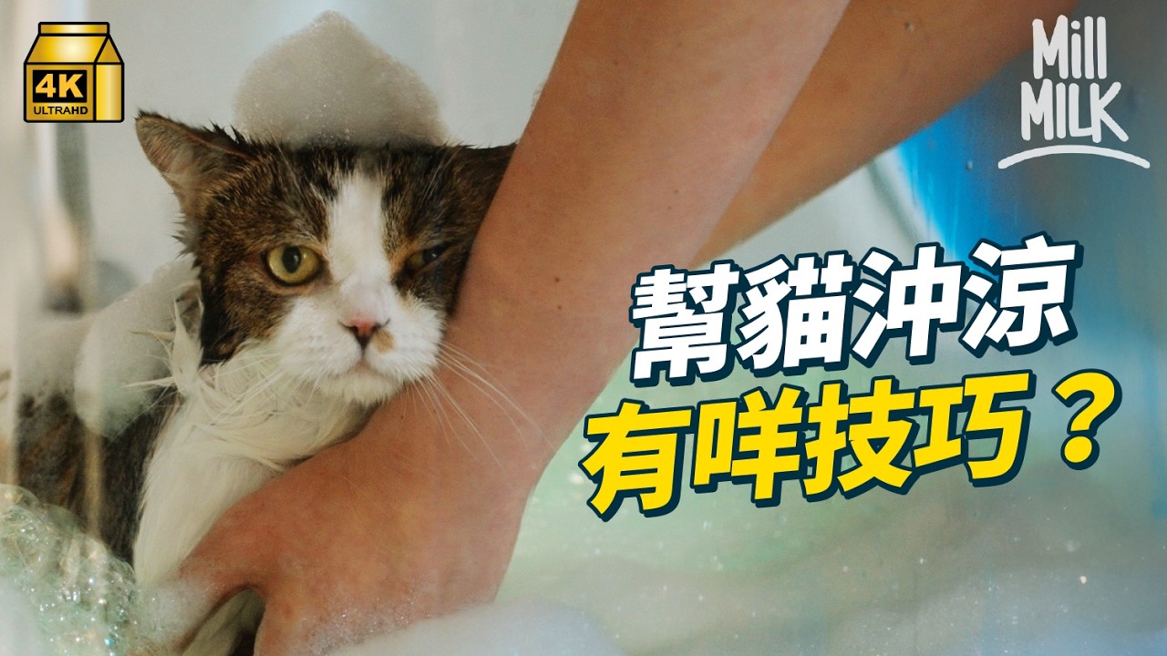#MM｜跟寵物美容師學點幫貓貓沖涼好？幫狗仔剪頭髮點解要咁貴？全人手剪收費$500-$1,200 香港寵物美容跟日本考牌制度分3級 寵物美容師打工頂薪點兩萬頭｜#試一次 #4K