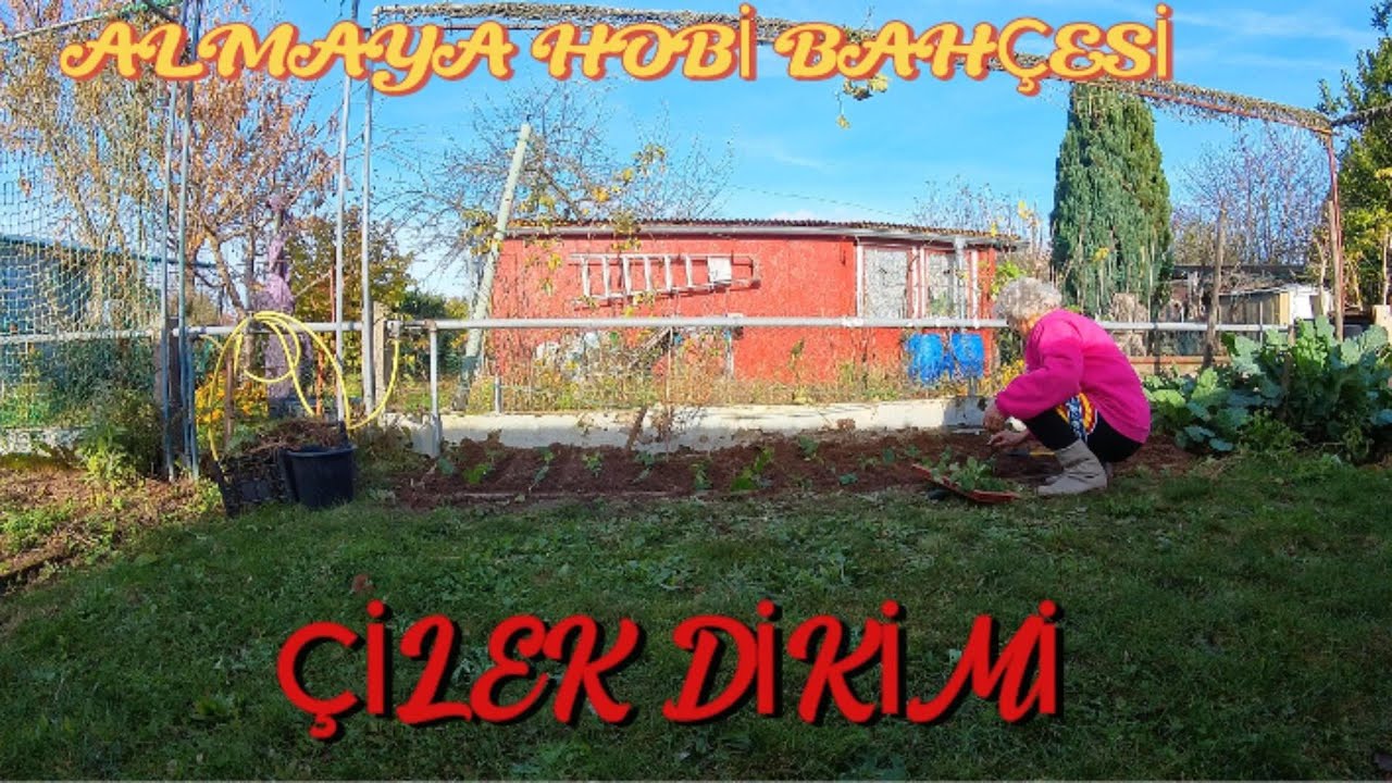 Almaya Hobi Bahçesi – Çilek Dikimi
