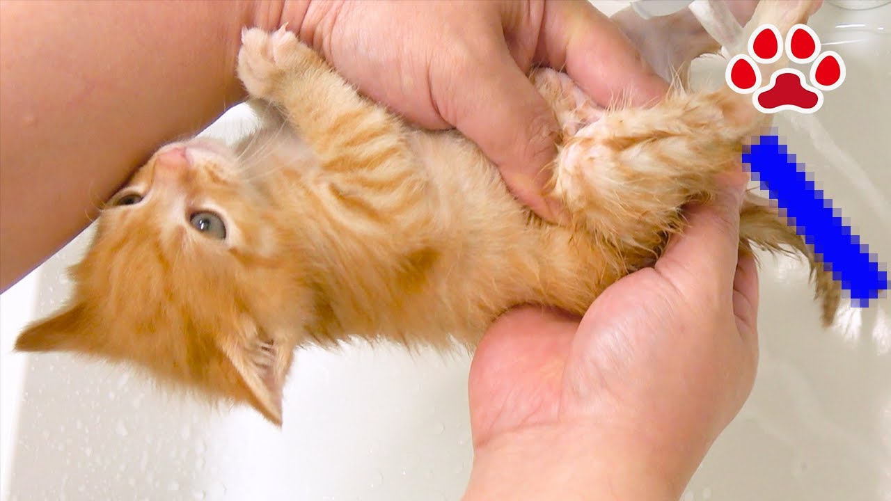 [День спасения 34]Результат клизмы для котенка, который не какал 6 дней.