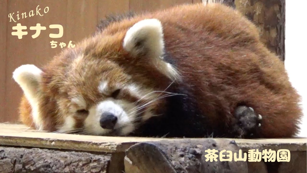 キナコちゃんの寝てる姿はキナコ餅⁉️    [茶臼山動物園] 　レッサーパンダ
