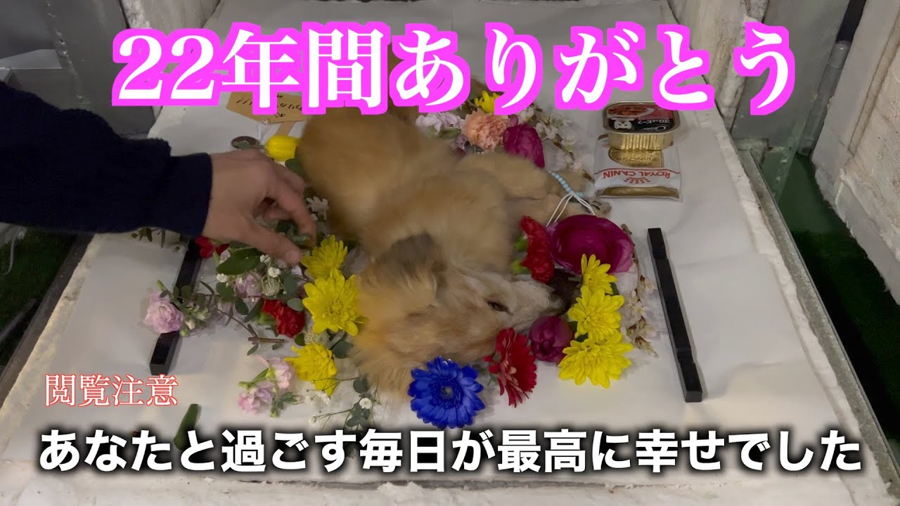【お別れ動画】ボニー君、22年間本当にありがとう！行ってらっしゃい♡