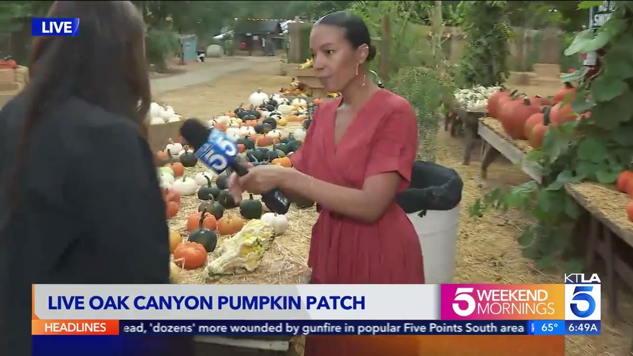 Live Oak Canyon Fall Photo Opps with KTLA News Jasmine Simpkins