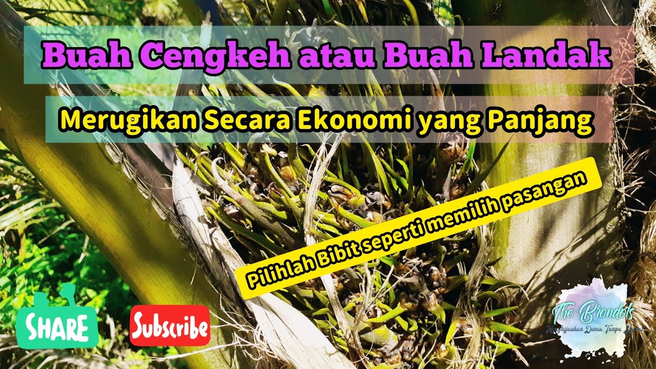 Buah Cengkeh atau Buah Landak Pada Kelapa Sawit