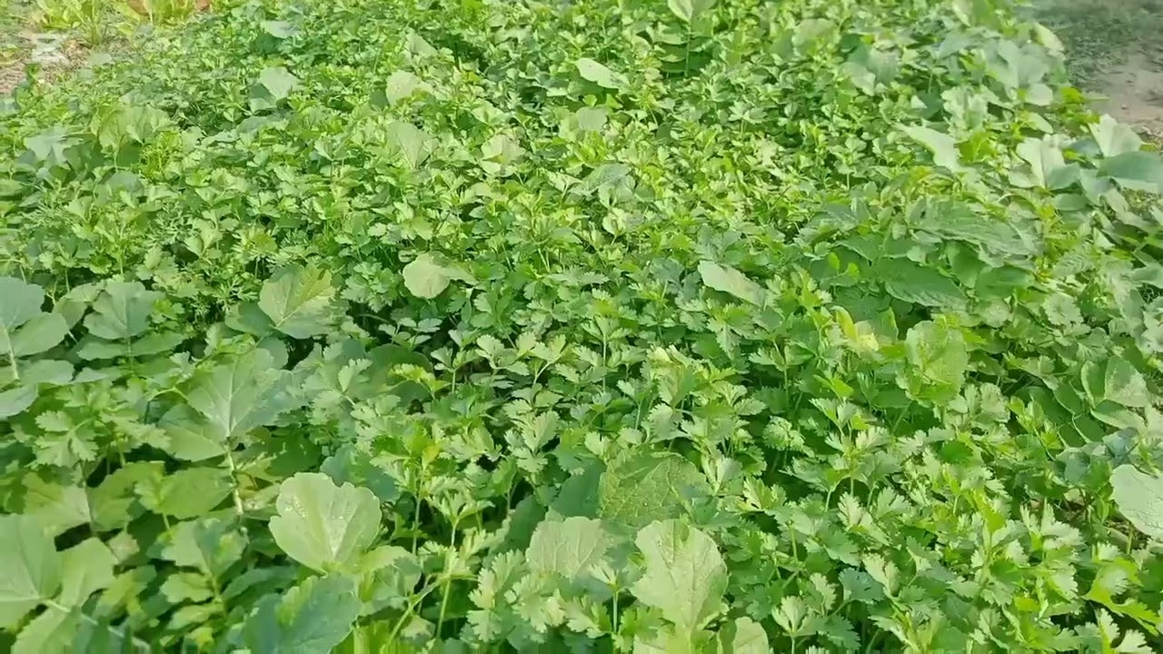 কাজদিয়া গ্রামের একটি ঘেরে পিকনিকের প্রথম পর্ব।