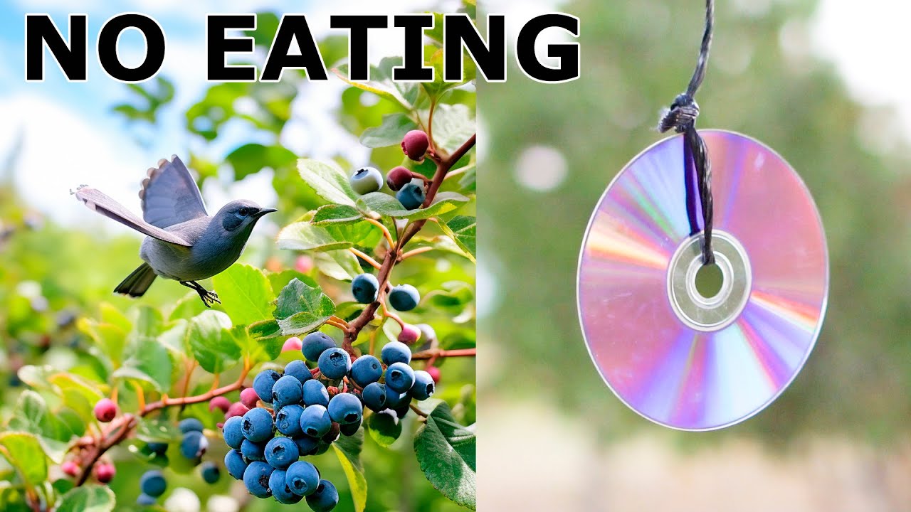 5 Ways To STOP Birds from Eating Fruit