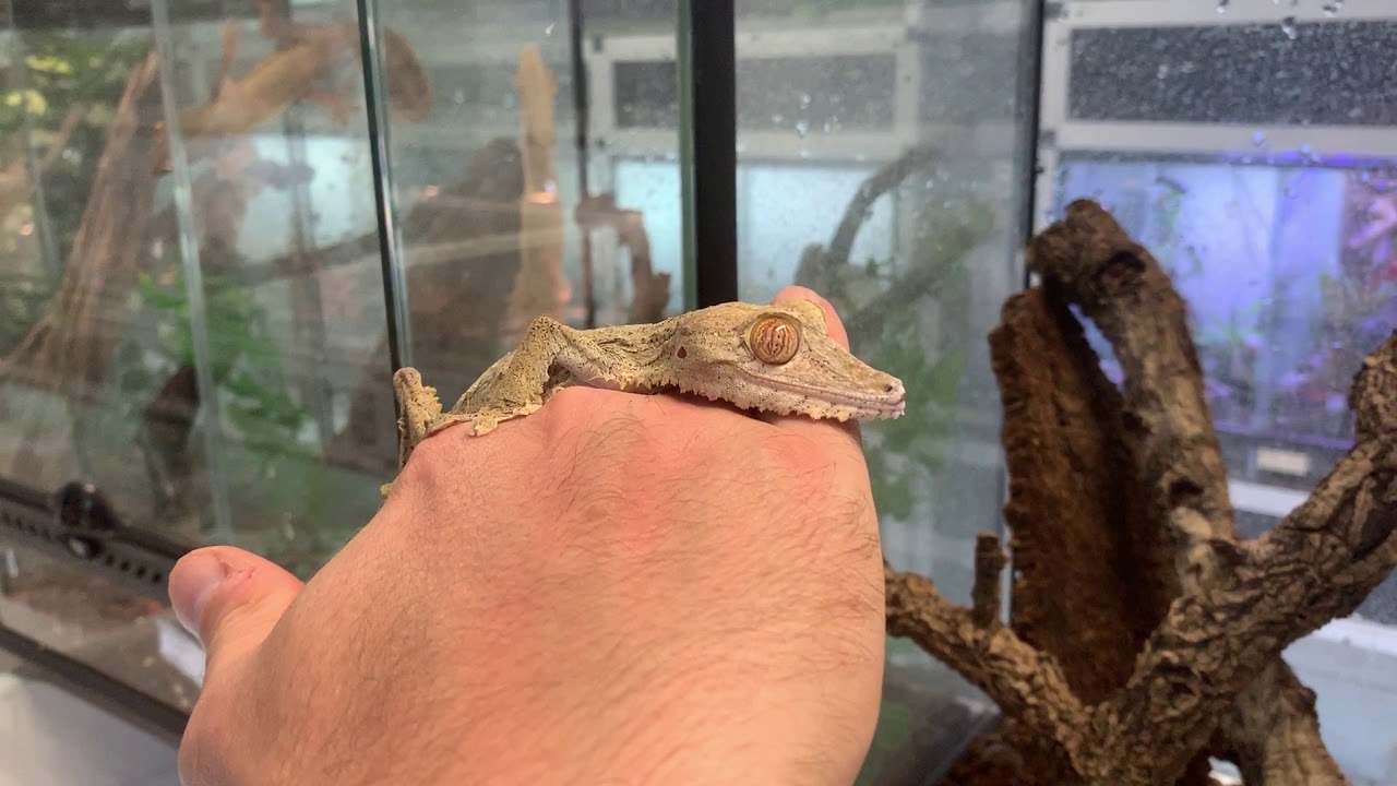 Des lézards ou des aliens ? Les Uroplatus des geckos hallucinants !