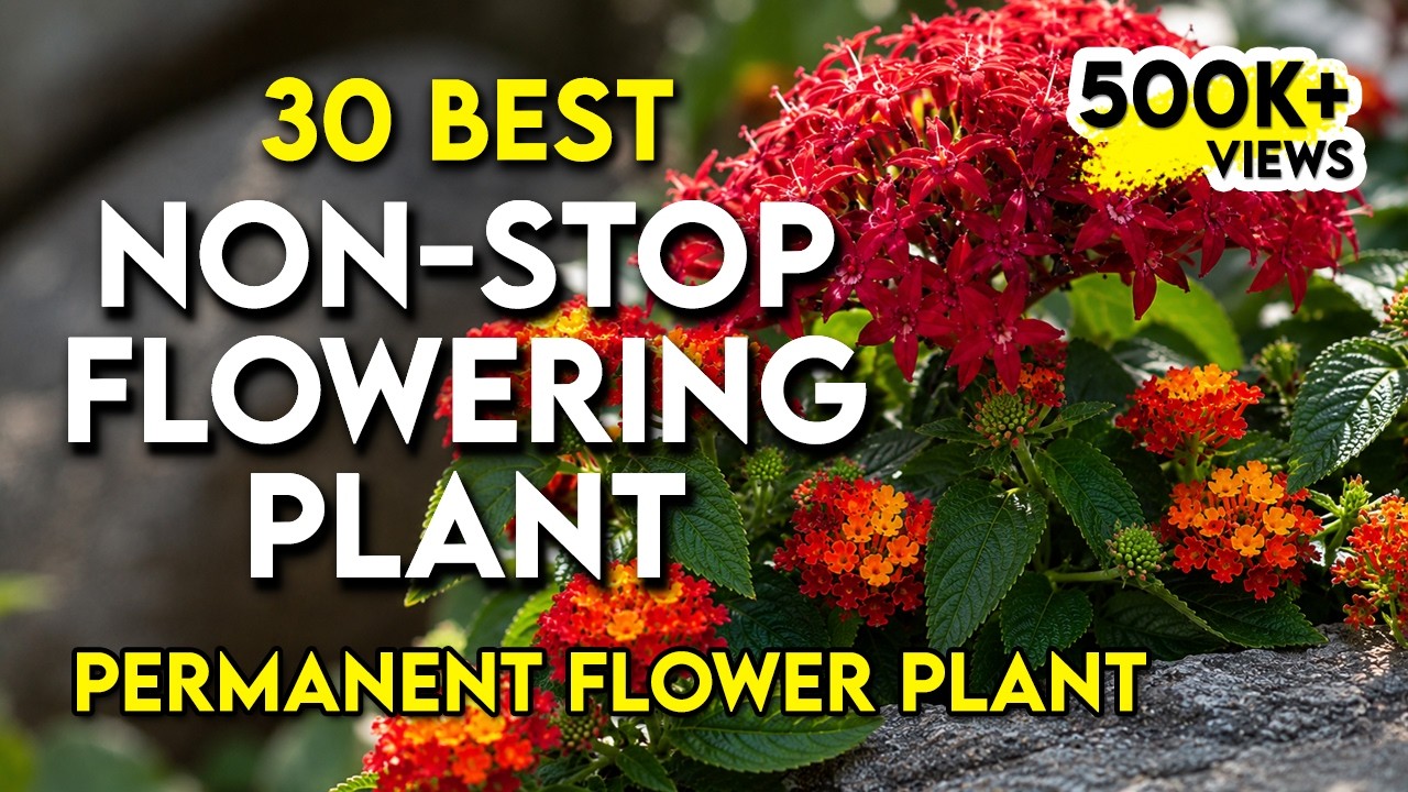 30 best permanent flowering plants in India | nonstop flowering plants | perennial flower plants