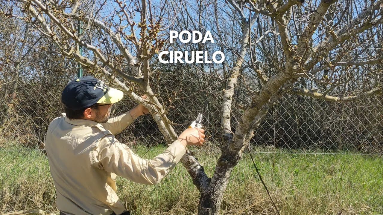 Poda de un Ciruelo