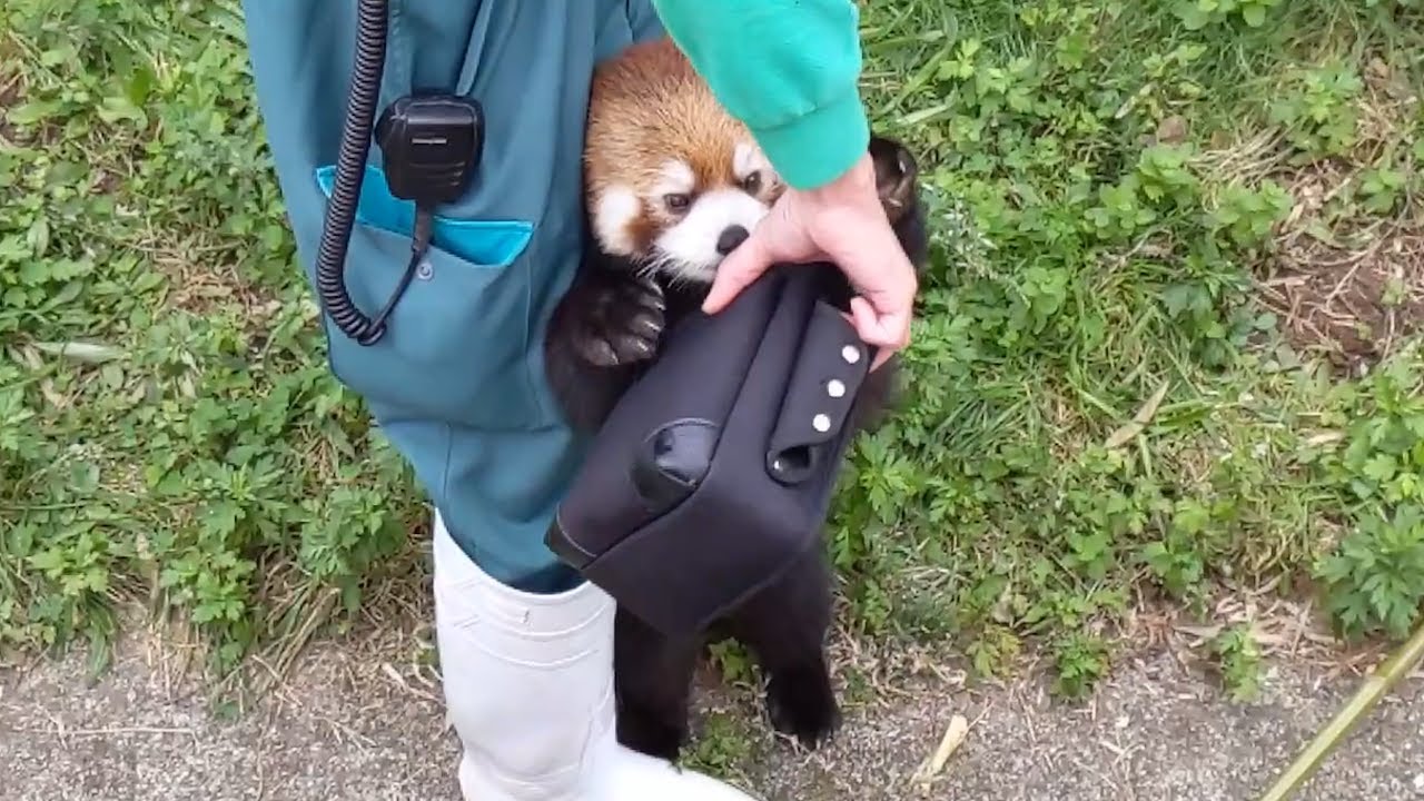【レッサーパンダ】リンゴが欲しくて しがみつく(まんまタイム) @大森山動物園（秋田県）;Red panda